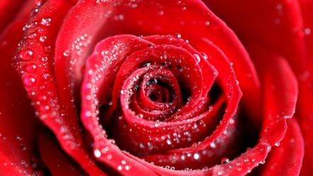 Red rose water drops wallpaper