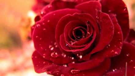 Rose water drops wallpaper