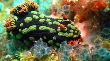 Sea underwater life wallpaper