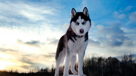 Siberian husky wallpaper