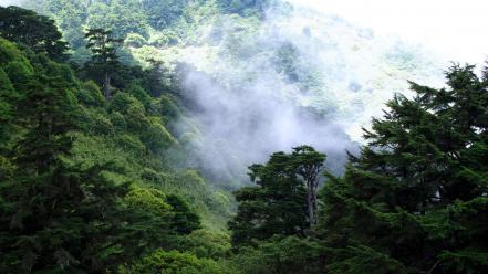 Taiwan forests hills mountains nature wallpaper