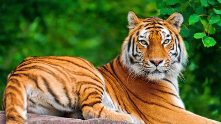 Tiger desktop backgrounds wallpaper