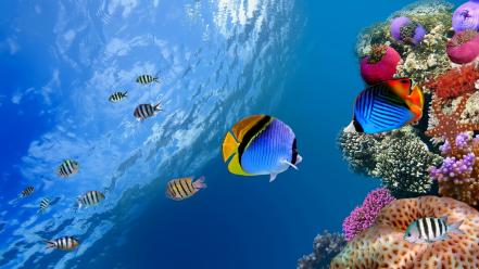 Tropical fish wallpaper