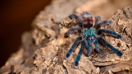 Animals arachnids avicularia versicolor spiders wallpaper
