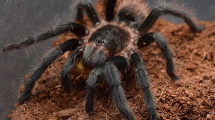 Animals arachnids spiders wallpaper