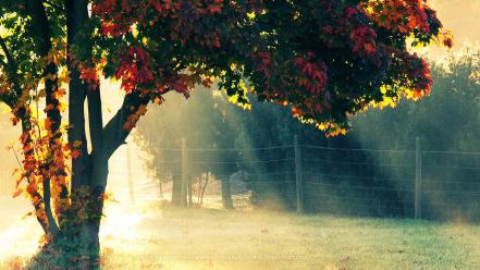 Autumn morning wallpaper