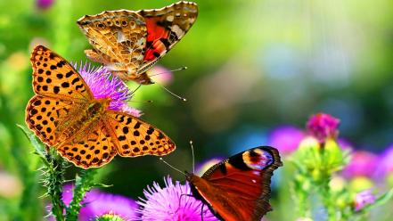 Beautiful butterflies wallpaper