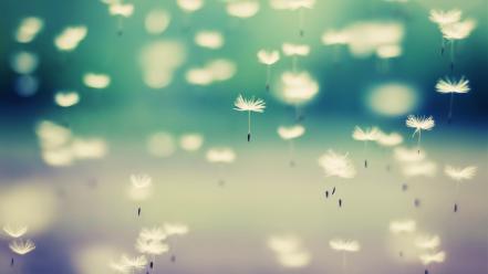 Beautiful dandelion wallpaper