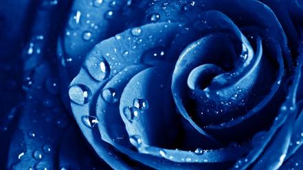 Blue rose wallpaper