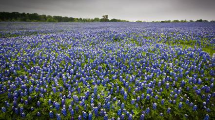 Bluebonnet flowers landscapes nature wallpaper