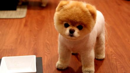 Boo animals dogs nature pomeranian wallpaper