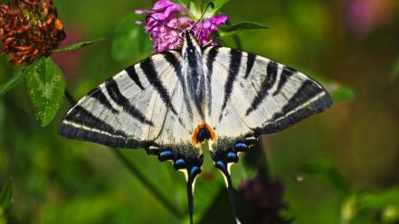Butterflies close-up depth of field flowers nature wallpaper