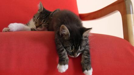 Cats red sleeping wallpaper