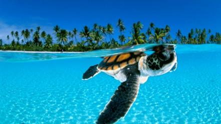 Cute animal wallpaper