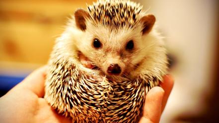 Cute hedgehog pictures wallpaper