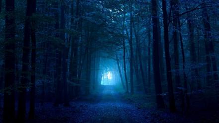 Dark blue forest wallpaper