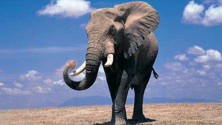 Elephant images wallpaper