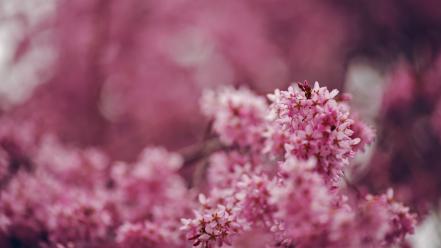 Flora bokeh depth of field flowers nature wallpaper