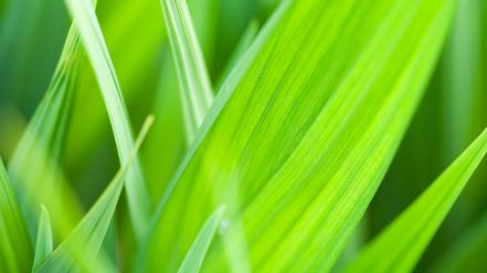 Grass nature plants textures wallpaper