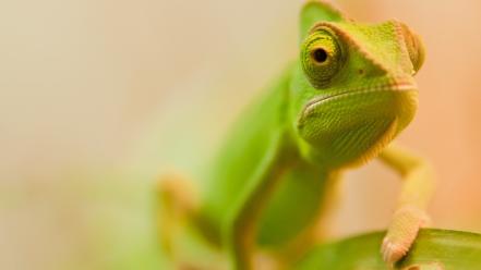 Green chameleon wallpaper