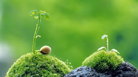 Macro nature plants wallpaper
