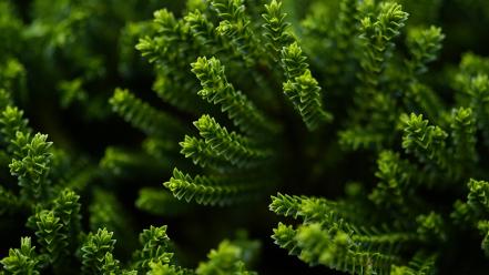 Natural green background wallpaper