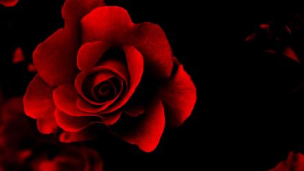 Red rose s wallpaper