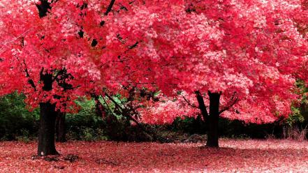 Spring autumn wallpaper