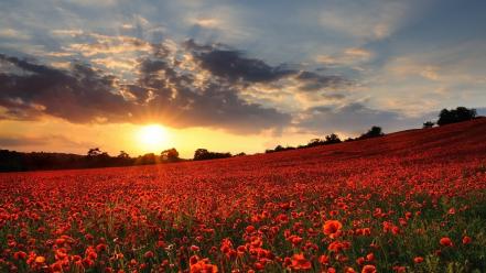 United kingdom flowers plains poppies red wallpaper