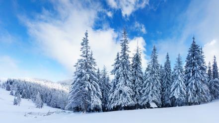 Winter background wallpaper