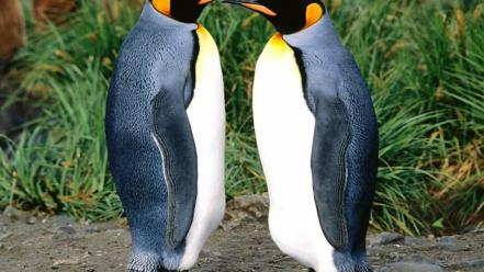 Animals birds nature penguins upscaled wallpaper
