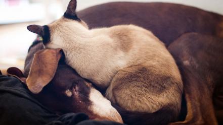 Animals cats dogs sleeping wallpaper