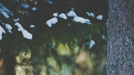 Animals foxes hiding snow trees wallpaper