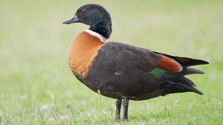 Australian animals birds ducks nature wallpaper