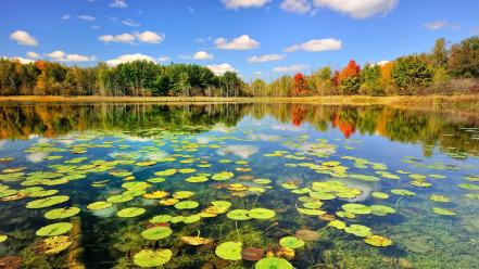 Autumn forests landscapes nature trees wallpaper