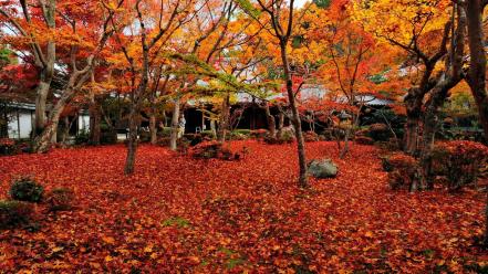 Autumn in japan wallpaper