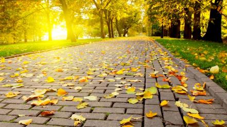 Autumn nature backgrounds wallpaper
