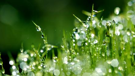 Beautiful morning dew wallpaper