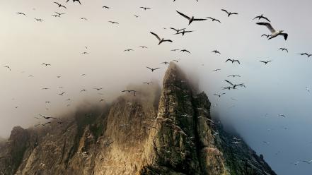 Birds clouds flock fog wallpaper