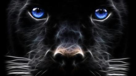 Blue eyes panthers wallpaper
