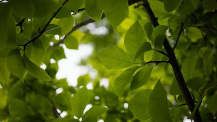 Branches leaves nature trees wallpaper