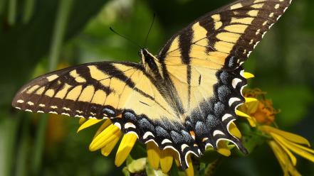 Butterflies yellow flowers wallpaper