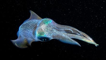Cephalopod national geographic animals nature okinawa wallpaper