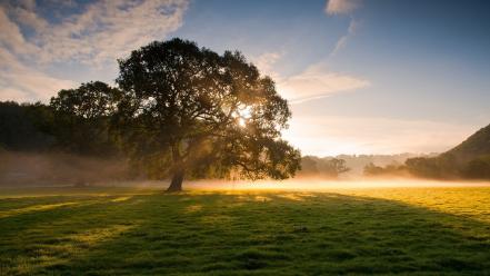 Early morning fog grass landscapes nature wallpaper