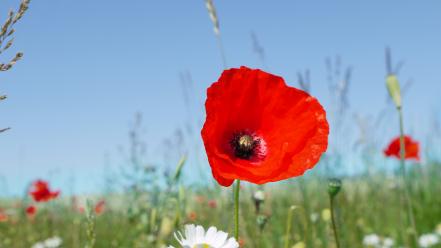Fields flowers poppies skies wallpaper