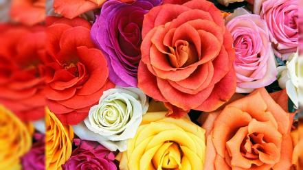 Flowers multicolor nature plants roses wallpaper