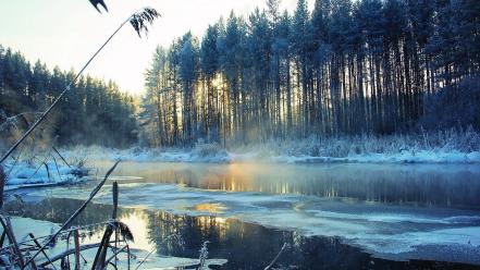 Forests nature outdoors trees water wallpaper