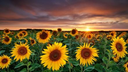 Garden landscapes magic nature sunflowers wallpaper