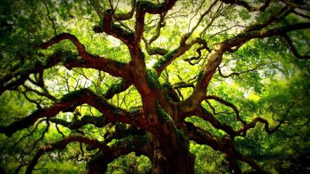 Green leaves nature summer sunlight wallpaper