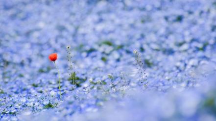 Japan blue flowers bokeh depth of field wallpaper